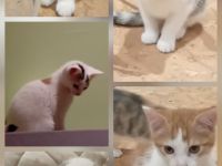 Katzen Babys abzugeben
