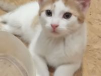 Katzen Babys abzugeben