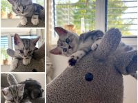Entzückende BKH Britisch Kurzhaar-Kitten mit KKÖ-Stammbaum, Familienaufzucht in Österreich