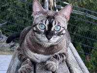 Panomati Bengal - zwei tolle Katzen Damen