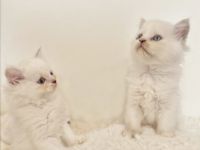 Heilige Birma Kitten süße Mix Kätzchen bereits geimpft und gechipt