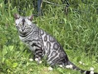 Zwei tolle Bengal Katzendamen mit Stammbaum