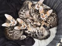 Bengal-Kitten suchen ein Liebevolles Zuhause.