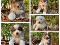 Reinrassige Australian Shepherd Welpen suchen ein liebevolles Zuhause