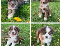 Reinrassige Australian Shepherd Welpen suchen ein liebevolles Zuhause