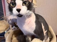 🐾 Sphynx Kater 🐾