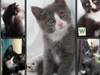 Bezaubernde Maine Coon Mix Kätzchen