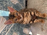 Süße Bengalkitten suchen ein liebevolles zu Hause