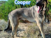 Cooper, 02/25 - sanfter Riese sucht ab September ein Zuhause