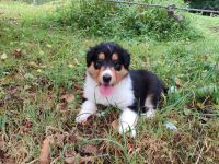 Wunderschöne amerikanische Collie Welpen