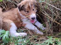 Wunderschöne amerikanische Collie Welpen