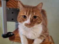 Nico sucht sein Für-immer-Zuhause als Einzelprinz