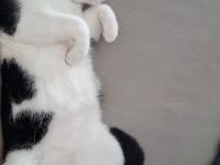 Zuckersüßer, ruhiger Kater (geb. März 2025) sucht neues Zuhause