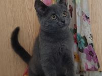 BKH Kitten, noch eine kleine Mietze, in blau