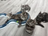 Maine Coon