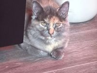 Kitten