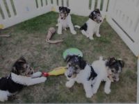Foxterrier drahthaar Welpen