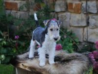 Foxterrier drahthaar Welpe Rüde