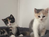 Kitten