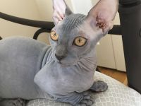 Sphynx-Kätzchen