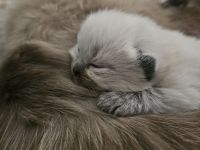 Reinrassig Ragdoll Katze