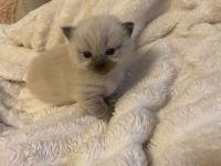 Reinrassig Ragdoll Katze