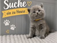 Abgabebereit Britisch Kurzhaar in blau reinrassig Kitten