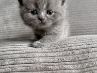 Britisch Kurzhaar in blau reinrassig Kitten