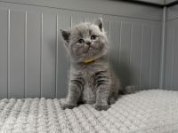 Nur noch 1 Kater Britisch Kurzhaar in blau reinrassig Kitten BKH