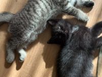 🐾 Wunderschöne British-Kurzhaar-Kitten suchen liebevolles Zuhause 🐾