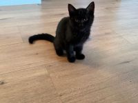 BHK Kitten Mädchen Black sucht neues Zuhause