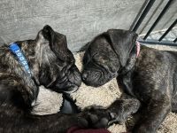 Presa Canario Welpen mit abstammung