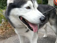 Husky