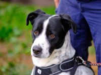 Cookie sucht einen Platz als Einzelprinz