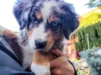 Berner Sheperds vom Lindenhof ( Hybridhunderasse)