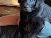 Labradorwelpe Rüde 13 Wochen alt