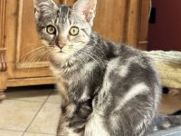 Maine Coon Mischlinge