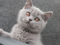 BKH Kitten mit Stammbaum  Kater