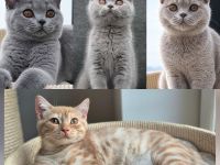 BKH Kitten mit Stammbaum  Kater
