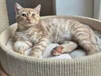 BKH Kitten mit Stammbaum  Kater