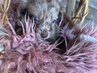 Zwergdackel -Chihuahua Welpen zu verkaufen