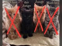 Wunderschöne Maine Coon Kitten suchen ein liebevolles Zuhause 🐾