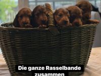 Standard Langhaar-Dackelwelpen