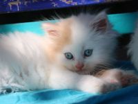 Sibirische Waldkatzen, Kitten, Katzenbaby, Kater, Katze