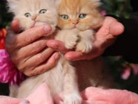 Sibirische Waldkatzen, Kitten, Katzenbaby, Kater, Katze
