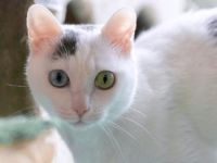 Mila, Einzelprinzessin