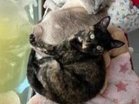 Meiga und Timido, FelV positiv