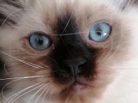 Bildschöner Ragdoll Birma Neva Mix Kitten, selten Chimäre Seal Tortie Lynx Mädel, Blaue Augen