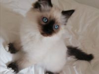 Bildschöner Ragdoll Mix Junge, selten Chimäre Seal Tortie Lynx Mädel, Blaue Augen