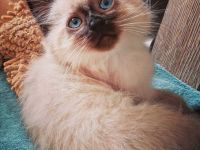 Zauberschöne Ragdoll Triple-Cross(3) fach mix Kitten Blaue Augen Tortie, Seal, zu verkaufen
